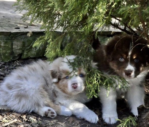 Owczarek australijski - dostępne szczeniaki