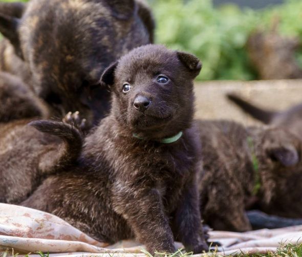 Owczarek holenderski