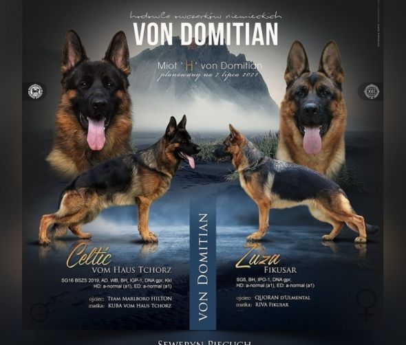 Owczarek niemiecki krótkowłosy