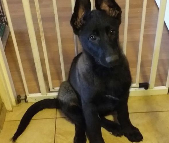 Deutscher Schäferhund kurzhaarig - Welpen