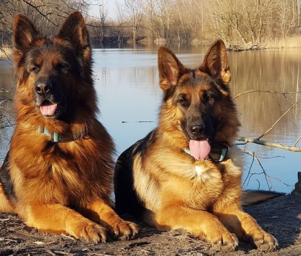 Owczarek niemiecki - świetna rasa psa pracującego 