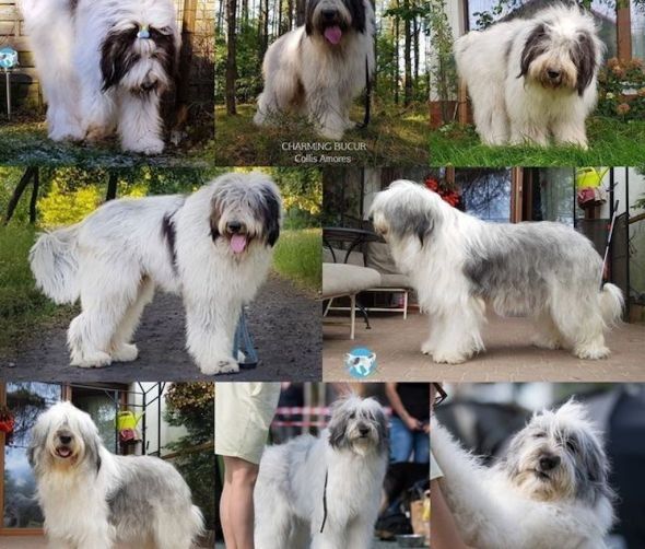 Owczarek rumuński Mioritic - dostępne szczenięta