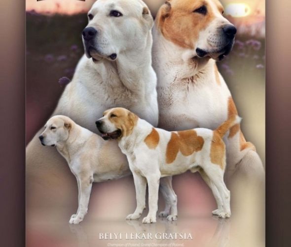 Owczarek Środkowoazjatycki