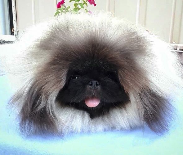 Pekińczyk - szczenięta 