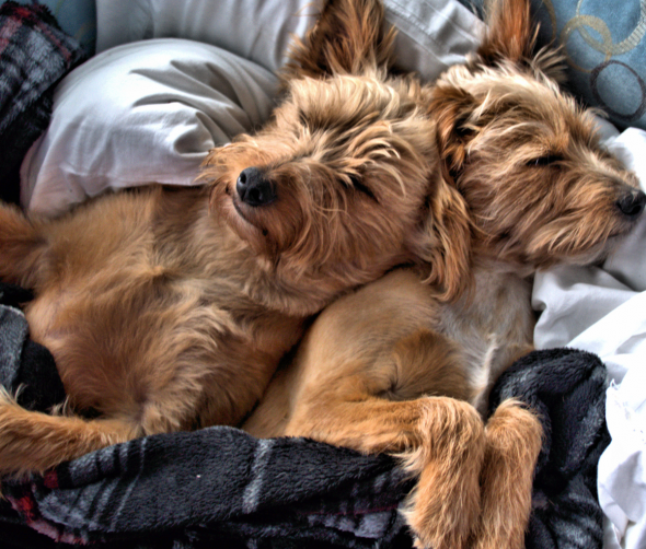 Pies czy suka – różnice między płciami