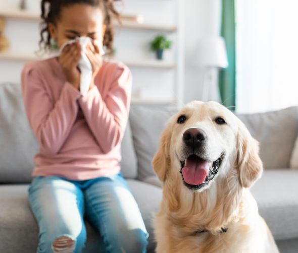 Pies dla alergika: Czy istnieją hipoalergiczne rasy?