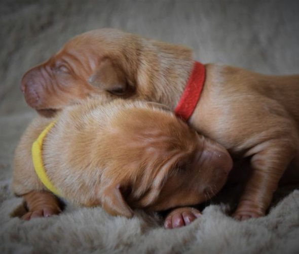 Pies Faraona - szczeniaki 