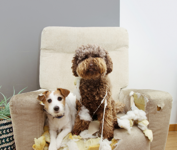 Pies zostaje sam w domu i niszczy rzeczy – jak sobie z tym radzić?