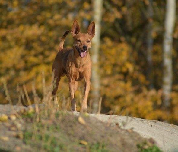 Pinczer miniaturowy – inteligentny, żywy, oddany 