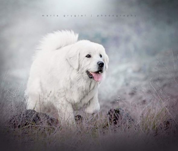 Polski owczarek podhalański