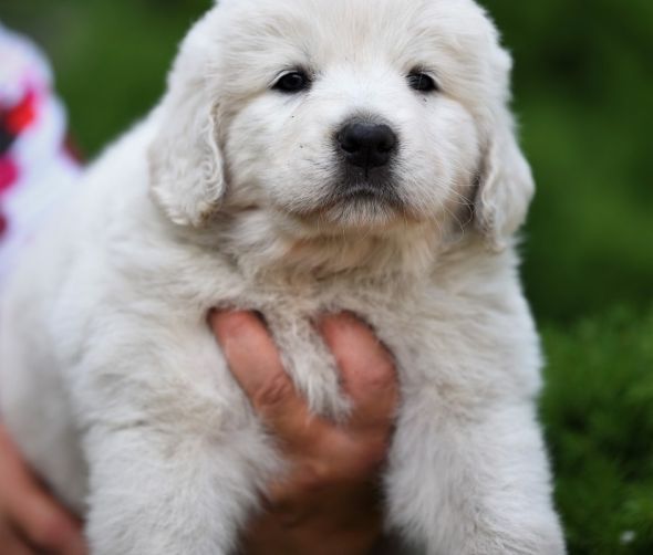 Polski owczarek podhalański