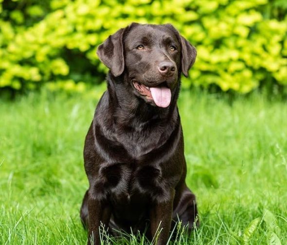 Posokowiec, beagle, labrador i inne zdjęcia