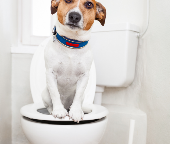 Przyczyny, objawy i leczenie biegunki u psa: Kompletny przewodnik dla właścicieli