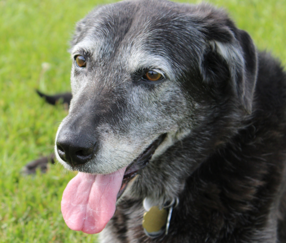  Psi senior, czyli jak dbać o starszego psa?