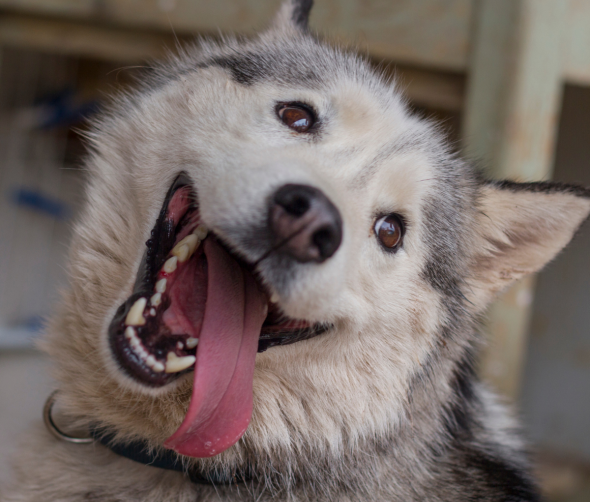 Psie emocje: Jak rozpoznawać i reagować na uczucia naszych czworonogów?
