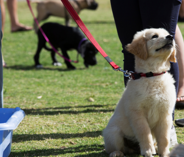 Psie przedszkole: Idealne miejsce dla rozwoju i socjalizacji Twojego psa