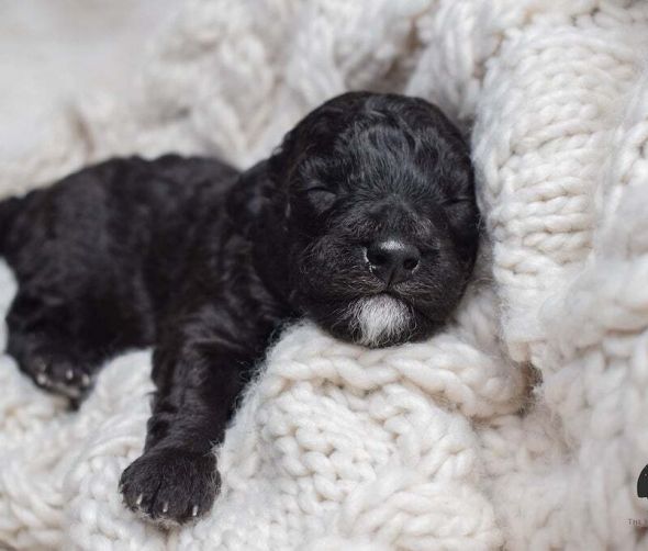 Miniature Poodle - puppies