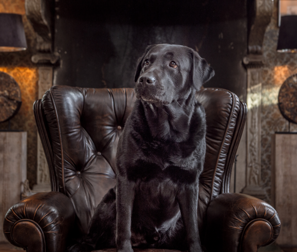 Rasy psów, które podbijają świat: Najpopularniejsze i najrzadsze czworonogi