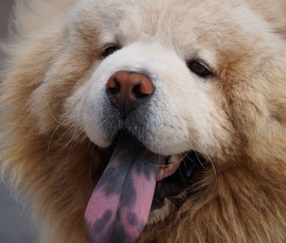 Rasy psów średnich 