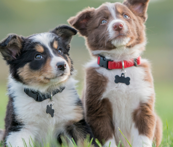 Rozwój emocjonalny szczeniąt: jak zrozumieć potrzeby młodego psa? 