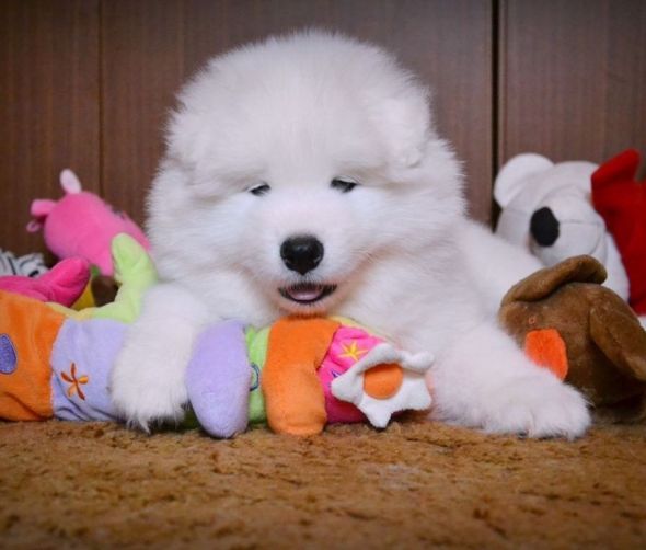 Samoyed - dostępne szczeniaki