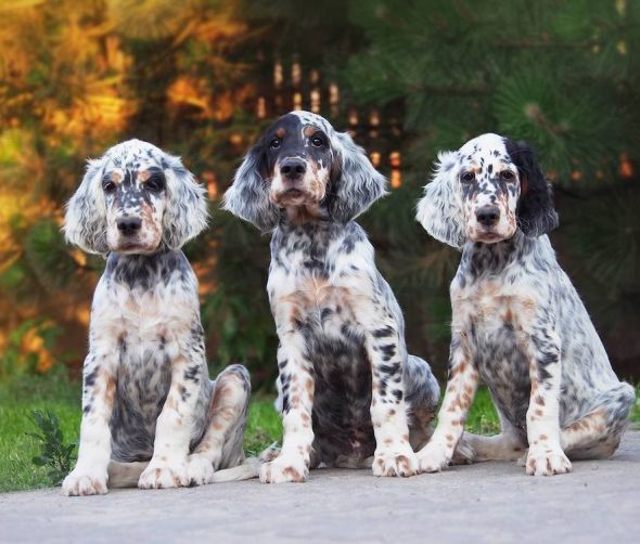 Seter angielski – czy to pies tylko do polowania? 