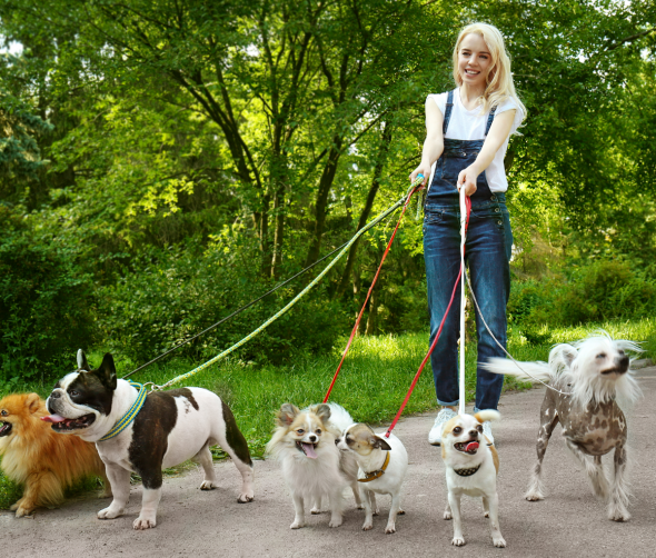 Spacer z psem - jak powinien wyglądać?