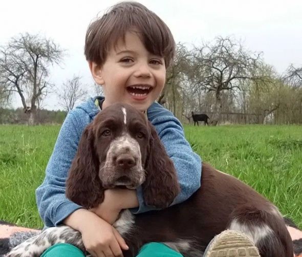 Springer spaniel angielski - dostępne szczeniaki