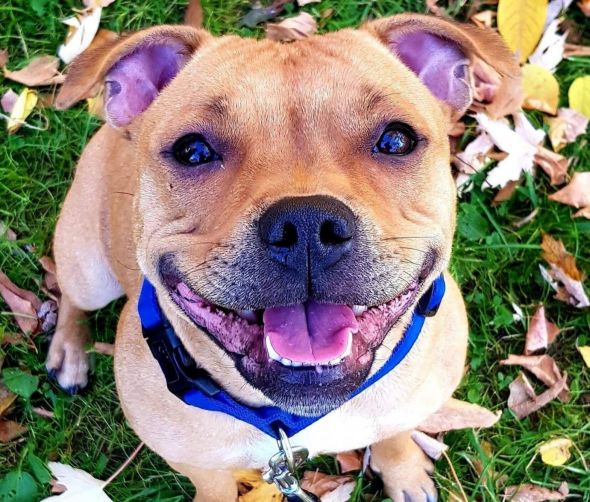 Staffordshire Bull Terrier 