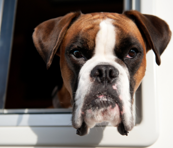 Świat psów rasowych: od wyboru do odpowiedzialnej opieki