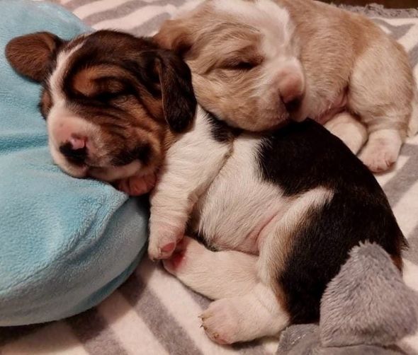 Szczeniaki Basset Hound