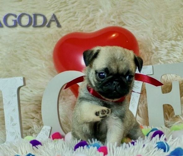 Szczeniaki Berneńskiego psa pasterskiego i mopsa