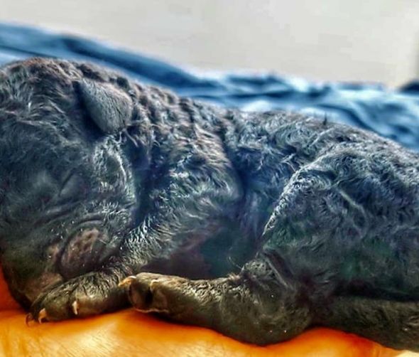 Szczeniaki - Curly Coated Retriever