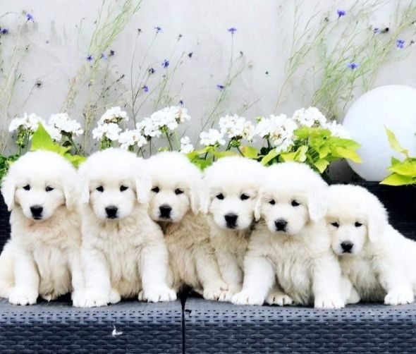 Szczeniaki dostępne - Polski owczarek podhalański