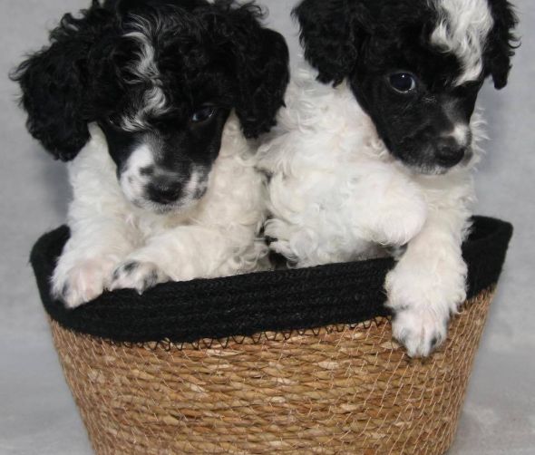 Szczeniaki Pudla miniaturowego