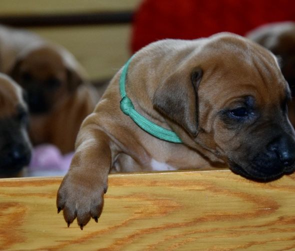 Szczeniaki rasy Rhodesian Ridgeback