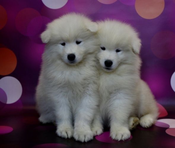 Szczeniaki rasy Samoyed