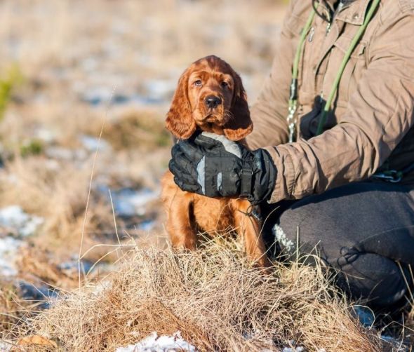 Szczeniaki setera irlandzkiego