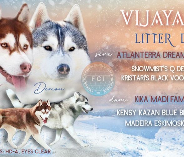 Szczeniaki - Siberian husky