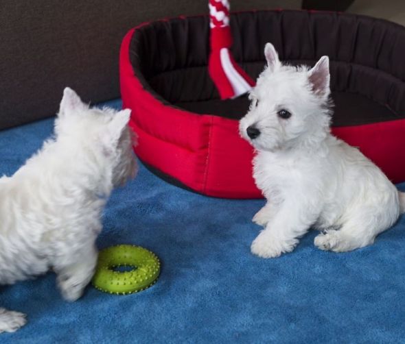 Szczeniaki West highland white terrier