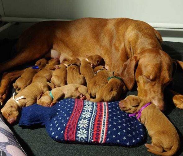 Szczeniaki - Wyżeł węgierski krótkowłosy