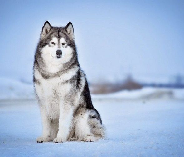 Szczenięta Alaskan Malamute