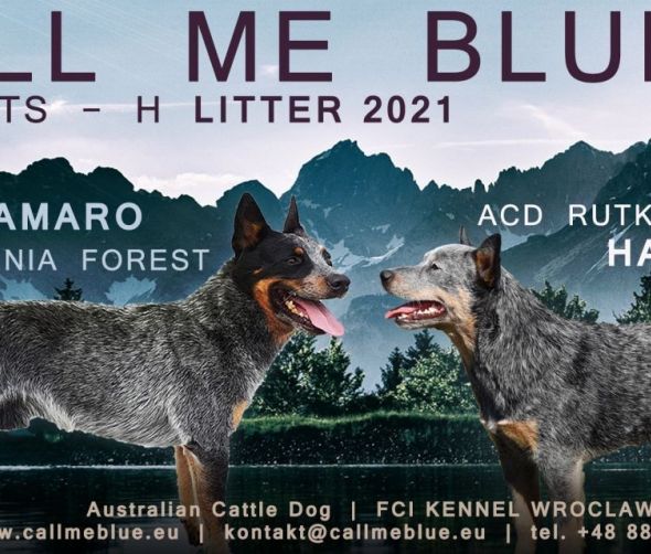 Szczenięta Australian cattle dog 
