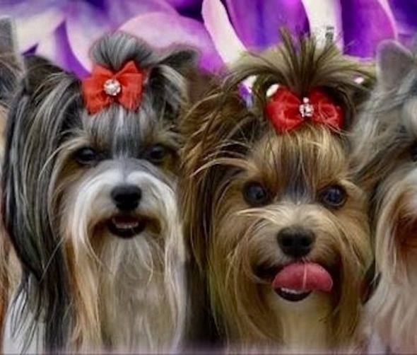 Szczenięta Biewer Yorkshire Terrier a'la Pom Pon