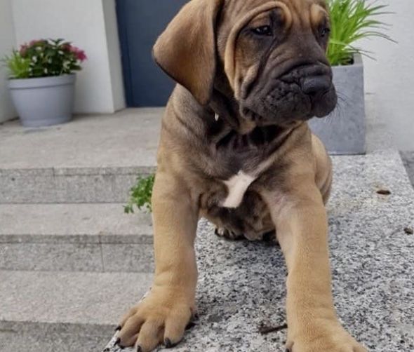 Szczenięta Fila Brasileiro