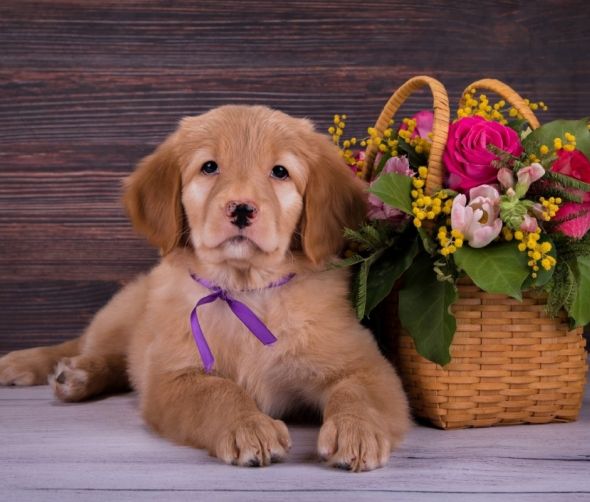 Szczenięta - Hovawart