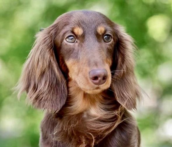 Szczenięta - Jamnik miniaturowy długowłosy