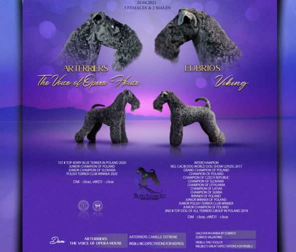 Szczenięta Kerry Blue Terrier