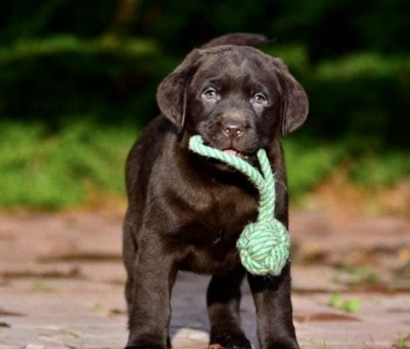 Szczenięta Labrador Retriever
