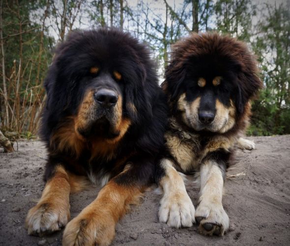 Szczenięta Mastifa Tybetańskiego